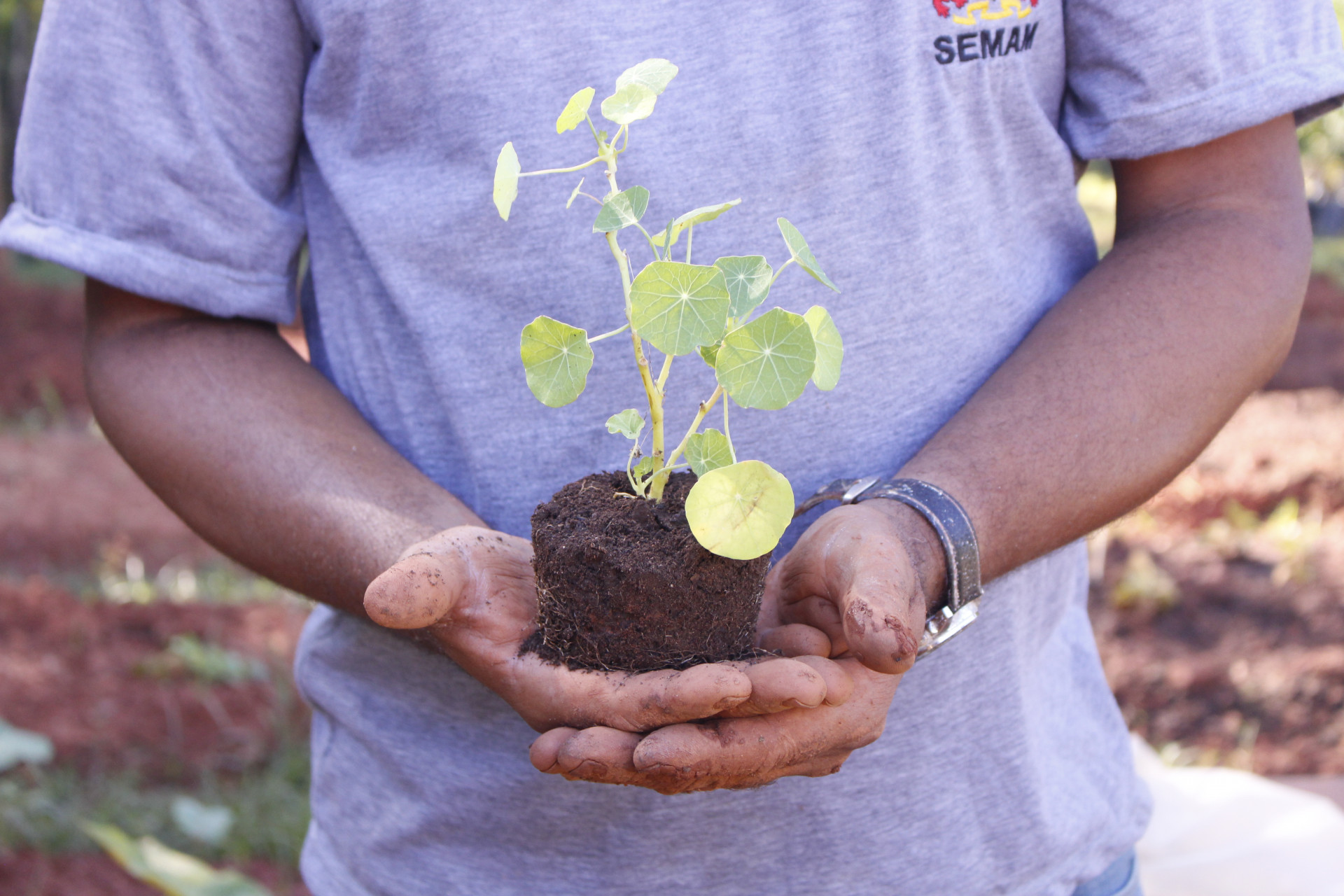 Espécies provenientes de medidas compensatórias e condicionantes ambientais devem ser plantadas no município