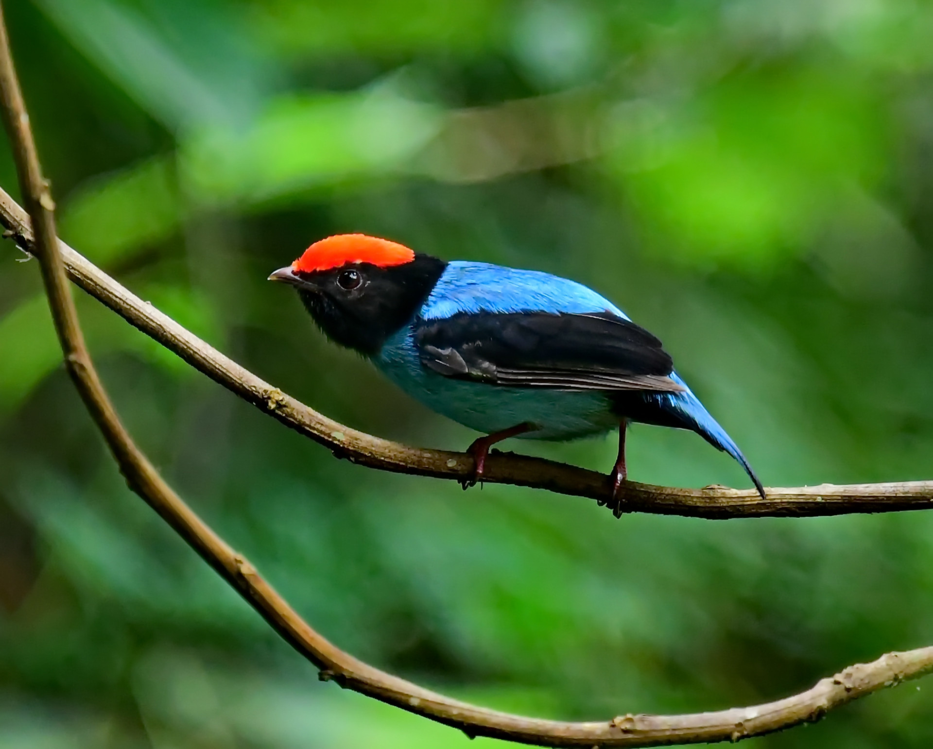 Lançamento será no Rego dos Carrapatos e faz parte das comemorações do Dia do Meio Ambiente