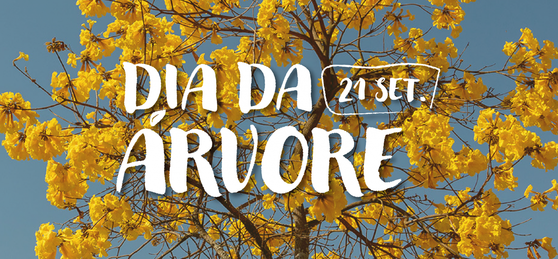 As atividades começam dia 16 e vão até 24 de setembro, na Sede e nas regionais Nordeste e Norte